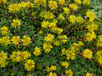 Sedum f. Weihenstephaner Gold.jpg_s.jpg